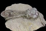 Alien-Looking Jimbacrinus Crinoid Fossil - Australia #68356-2